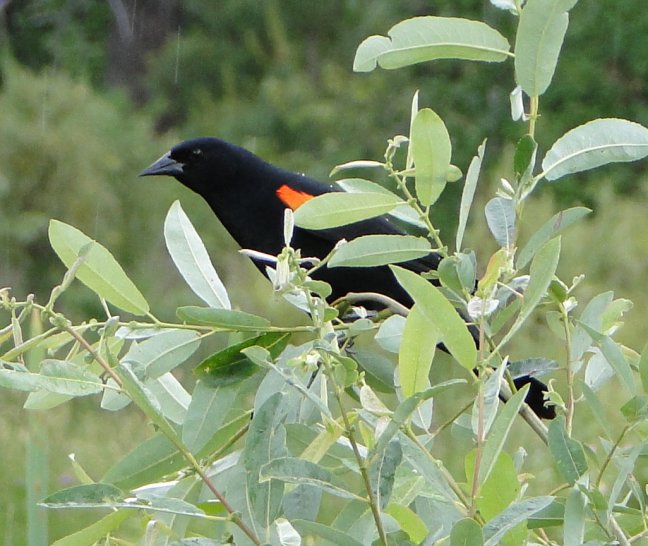 Red-winged Blackbird/Agelatus phoenices